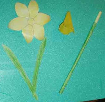 Daffodil_stem_complete