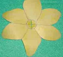 cross cut daffodil