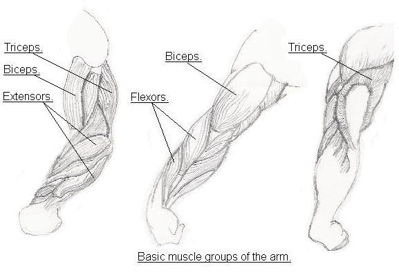 Featured image of post Female Arm Drawing Anatomy Muscles are covered by a thicker layer of subcutaneous tissue softening the surface