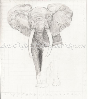 The_Elephants_body
