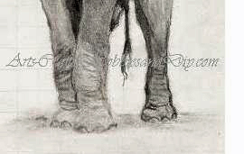How to draw an Elephants legs.