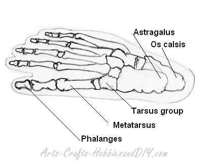 Toes. Bones of the foot.